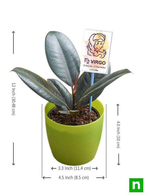 rubber plant for virgo or kanya rashi - plant