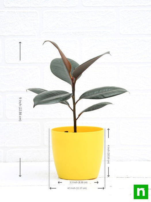 rubber tree - plant