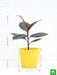 rubber tree - plant