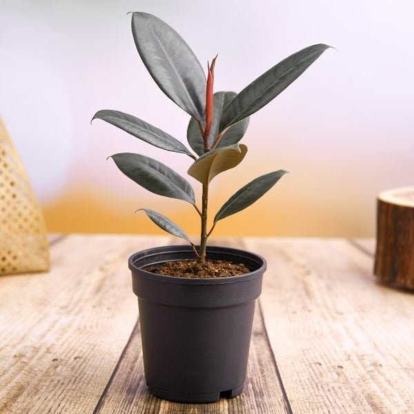 Rubber Tree, Rubber Plant, Ficus elastica (Small) - Plant