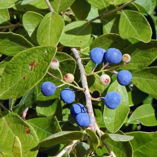 rudraksha tree - plant