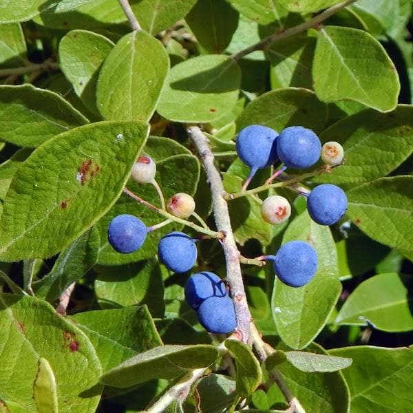 rudraksha tree - plant