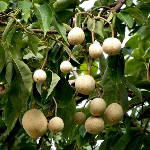 sacred barna tree - plant