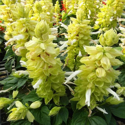 salvia splendens light yellow - plant