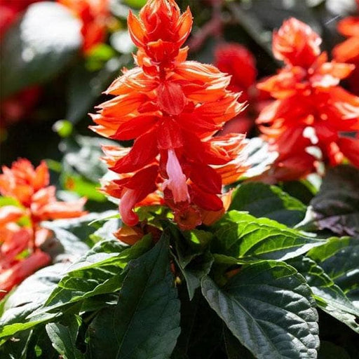 salvia splendens orange - plant