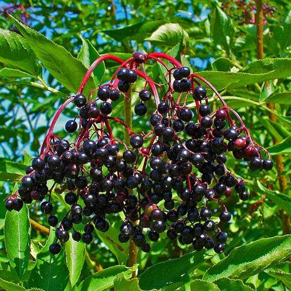 sambucus nigra - plant