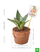 sansevieria for capricorn or makar rashi - plant