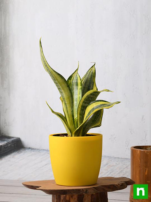 sansevieria trifasciata golden hahnii - plant