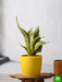 sansevieria trifasciata golden hahnii - plant