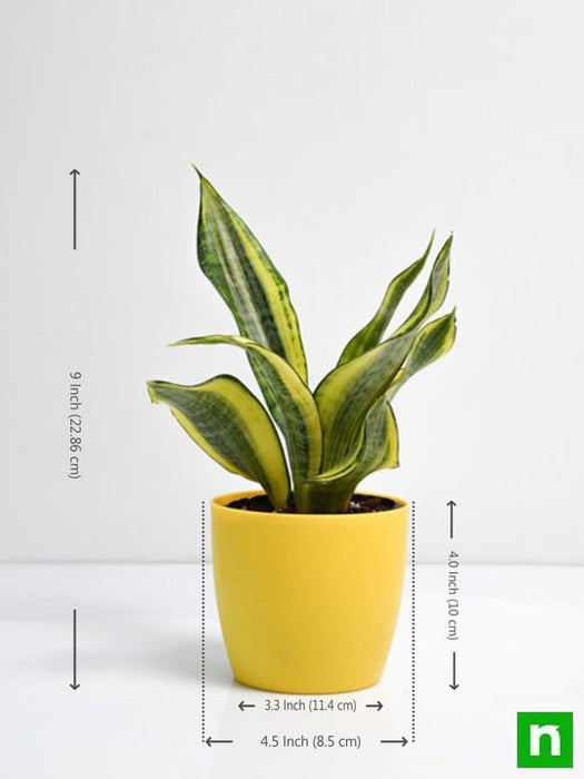 sansevieria trifasciata golden hahnii - plant