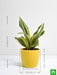 sansevieria trifasciata golden hahnii - plant