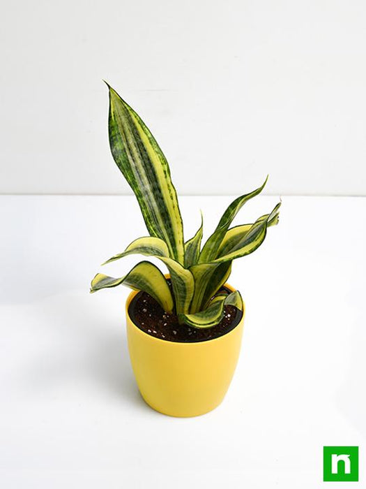 sansevieria trifasciata golden hahnii - plant