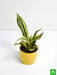 sansevieria trifasciata golden hahnii - plant