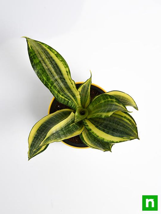 sansevieria trifasciata golden hahnii - plant