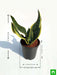 sansevieria trifasciata - plant