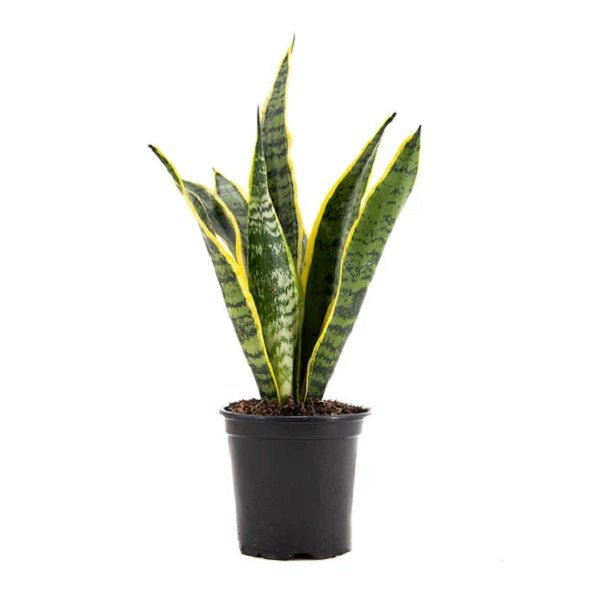 Sansevieria trifasciata, Snake Plant (var. laurentii) - Plant