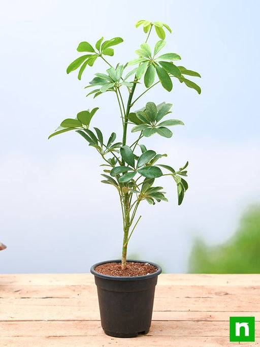 schefflera - plant