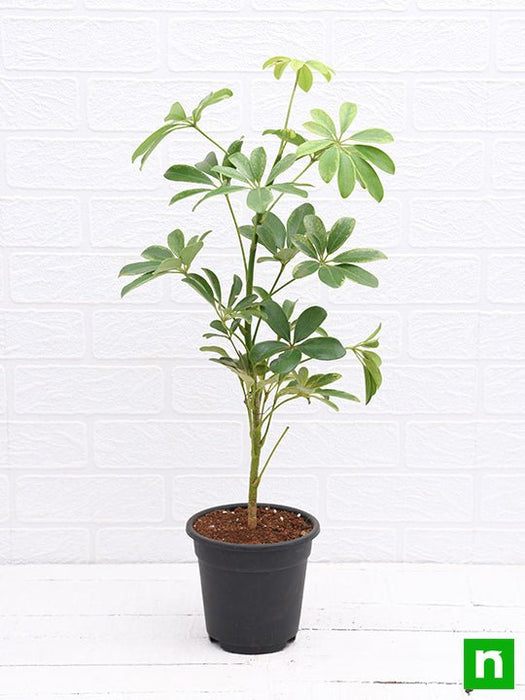 schefflera - plant