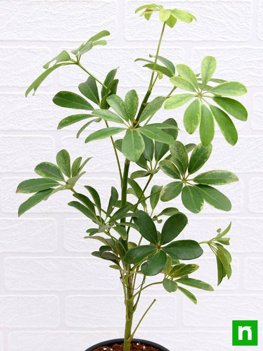 schefflera - plant