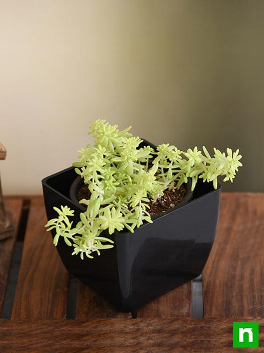 sedum angelina (golden) - plant