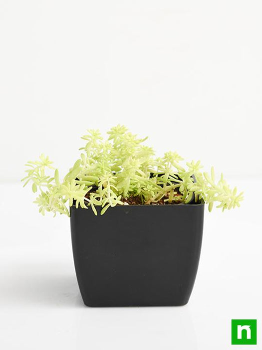 sedum angelina (golden) - plant