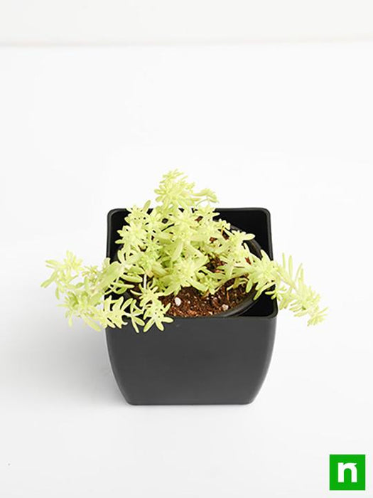 sedum angelina (golden) - plant