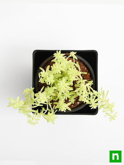 sedum angelina (golden) - plant