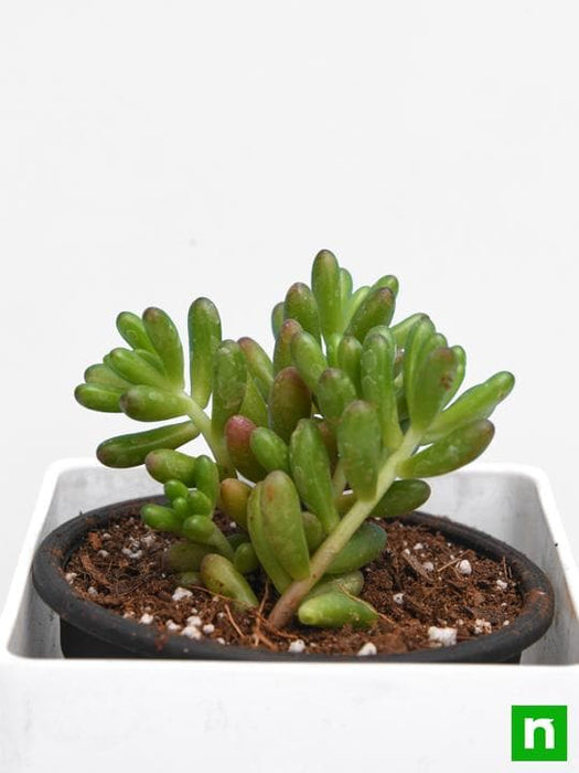 sedum rubrotinctum pork and beans - plant