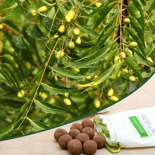 azadirachta indica - 20 seed balls