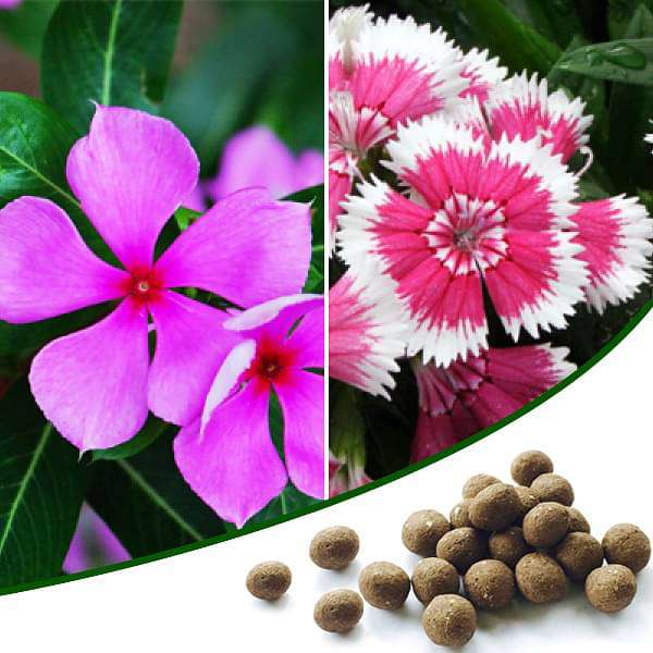 beautiful flower gardening - 100 seed balls