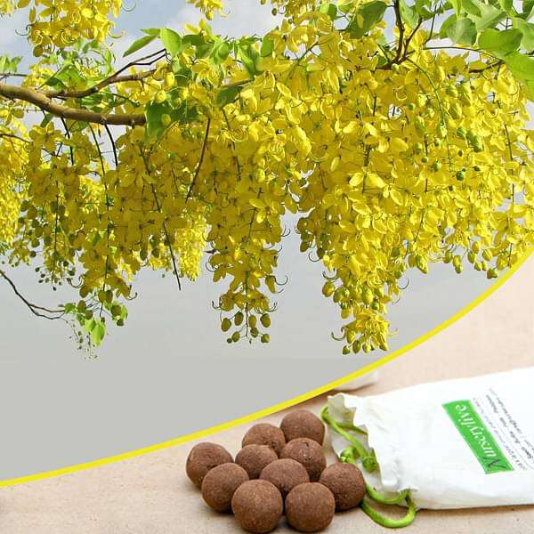 cassia fistula - 20 seed balls