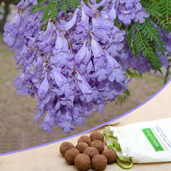 jacaranda mimosifolia - 20 seed balls