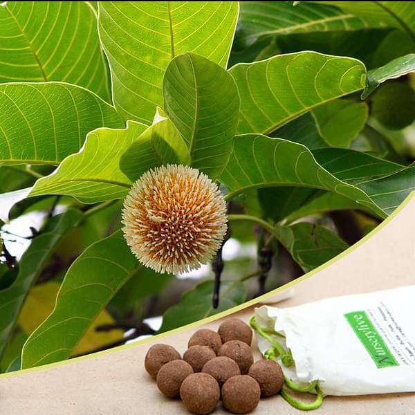 kadamba - 20 seed balls