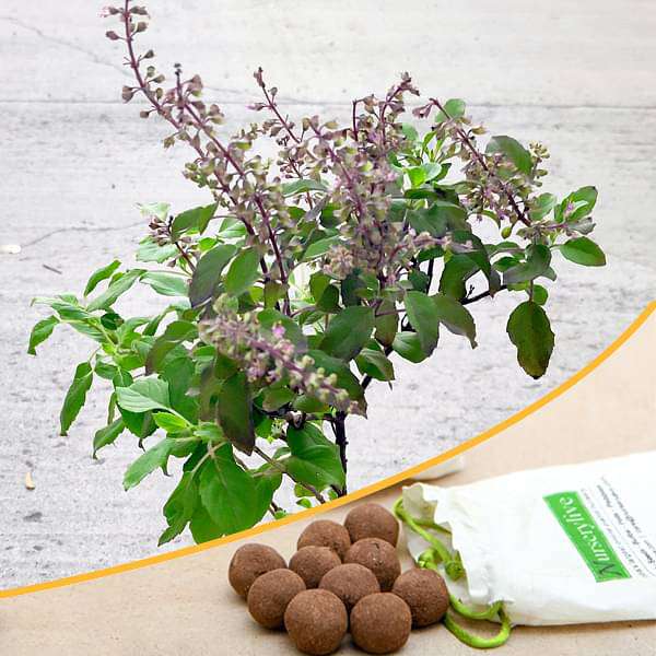 krishna tulsi - 20 seed balls