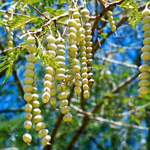 acacia arabica - 0.5 kg seeds