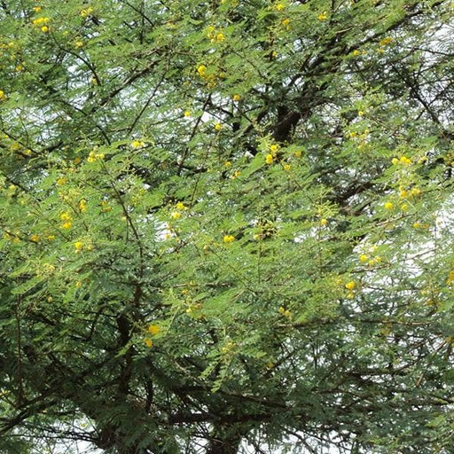 acacia arabica - 0.5 kg seeds