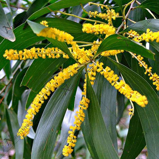 acacia auriculiformis - 0.5 kg seeds