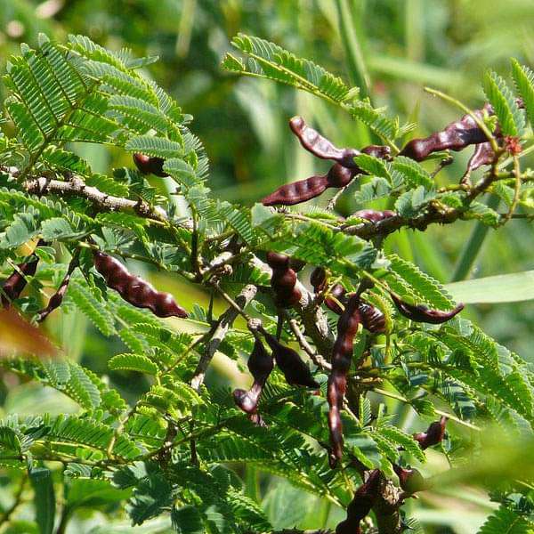 acacia concinna - 0.5 kg seeds