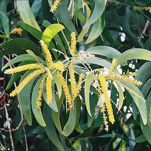 acacia crassicarpa - 0.5 kg seeds