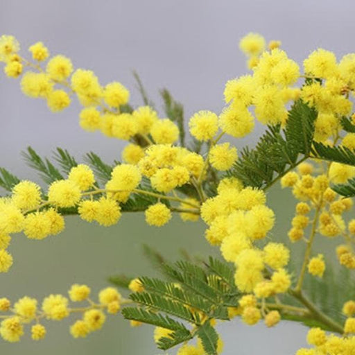 acacia dealbata - 0.5 kg seeds