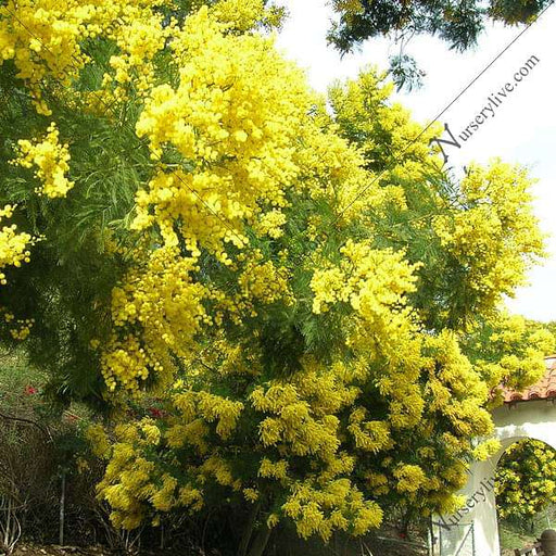 acacia decurrens - 0.5 kg seeds