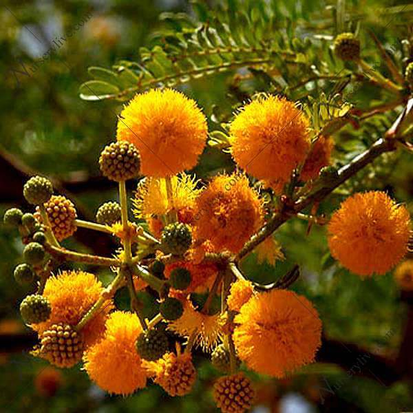 acacia farnesiana - 0.5 kg seeds