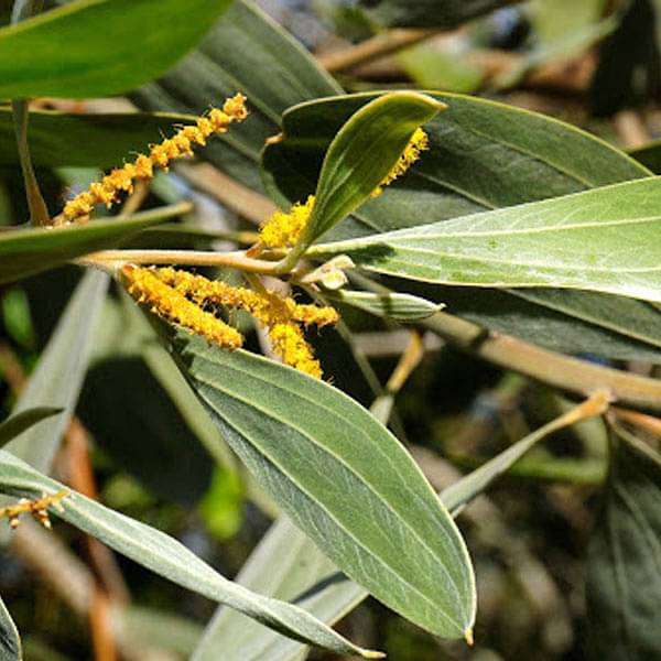 acacia holosericea - 0.5 kg seeds