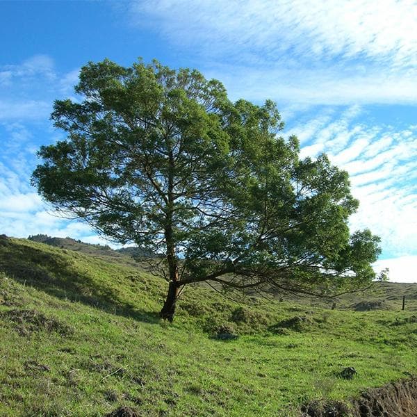 acacia mearnsii - 0.5 kg seeds