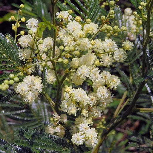 acacia mearnsii - 0.5 kg seeds