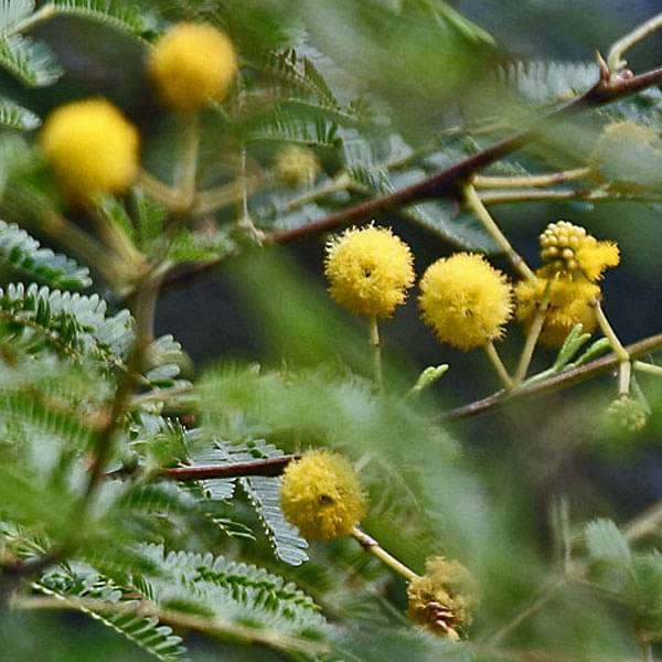 acacia nilotica - 0.5 kg seeds