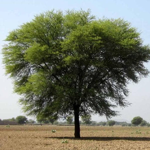 acacia nilotica - 0.5 kg seeds