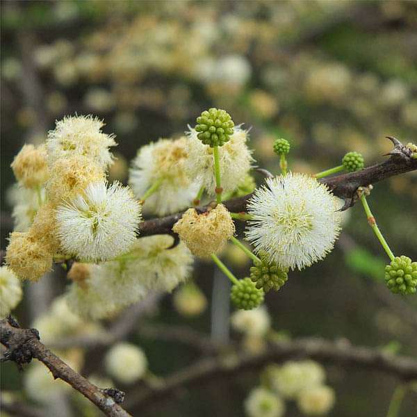 acacia planifrons - 0.5 kg seeds