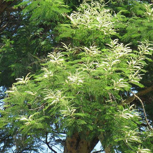 acacia suma - 0.5 kg seeds