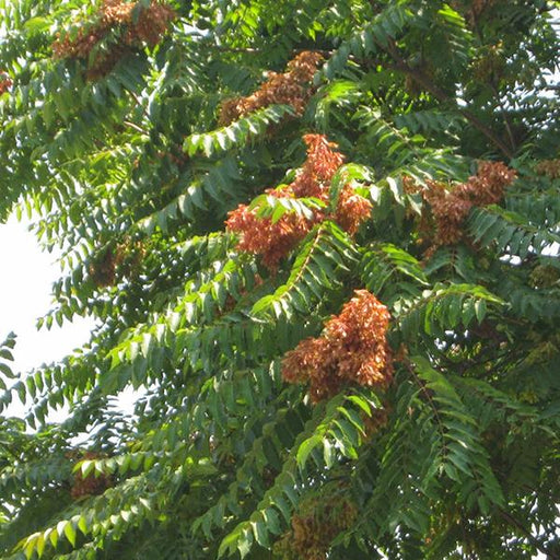 ailanthus excelsa - 0.5 kg seeds